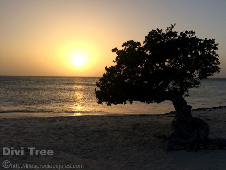 Divi Tree Aruba Sunset by Julia Sayers