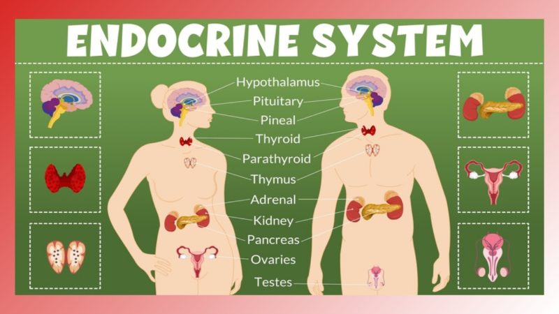 Endocrine disruption and skincare chemicals